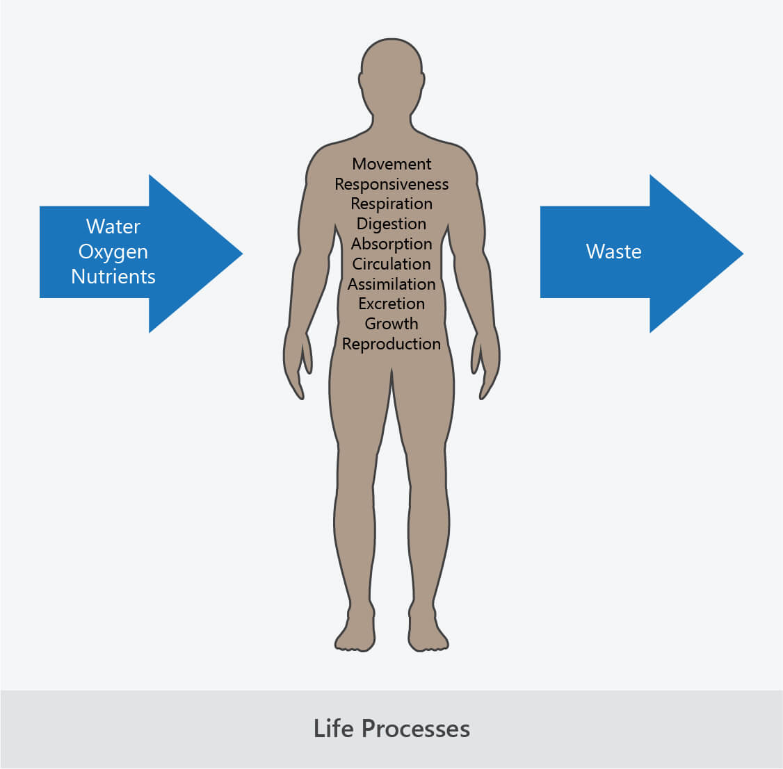 biological life processes