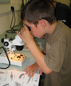 insects invertebrates stereo microscope